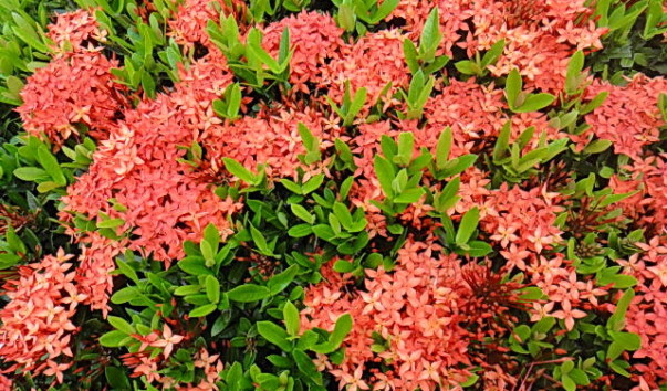 DSC00894