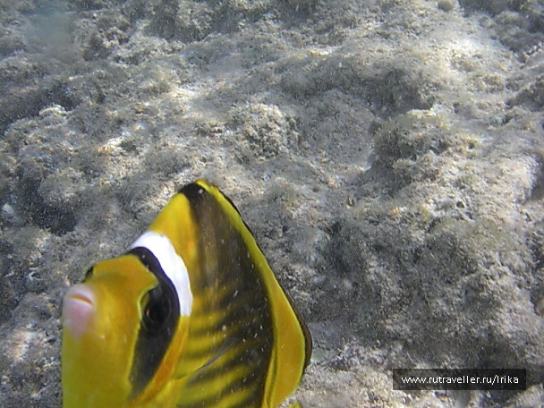 photo 1438609