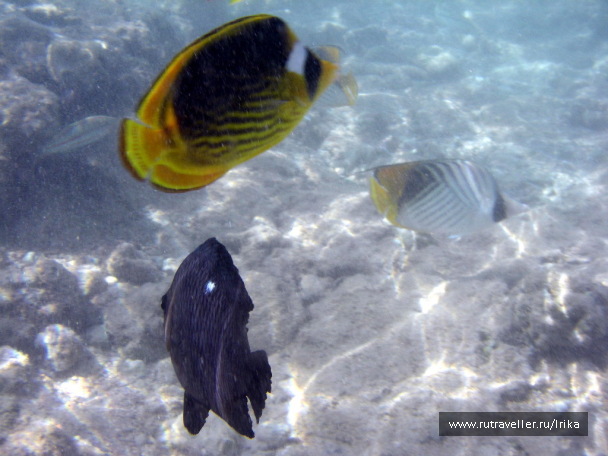photo 1438938