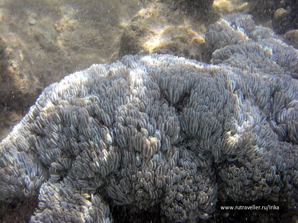 photo 1439168