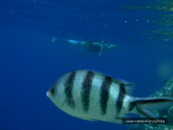 photo 1439302