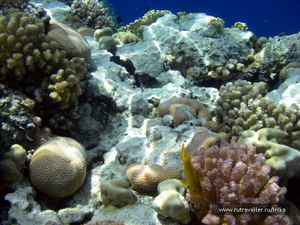 photo 1439351