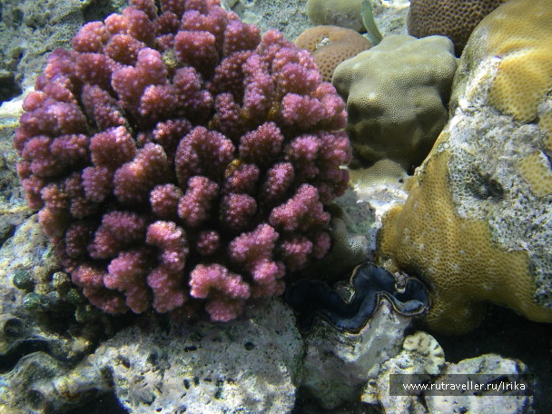 photo 1439551