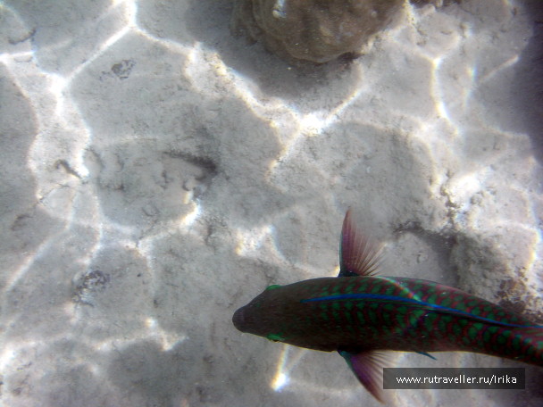 photo 1439734