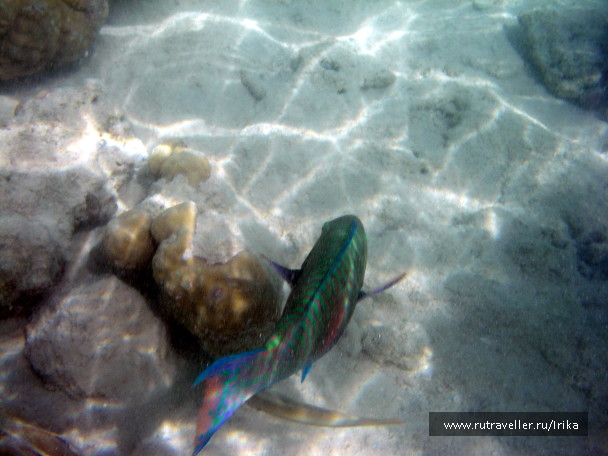 photo 1439735