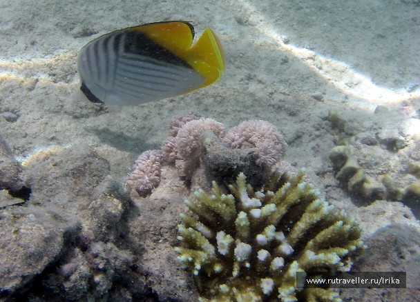 photo 1439738