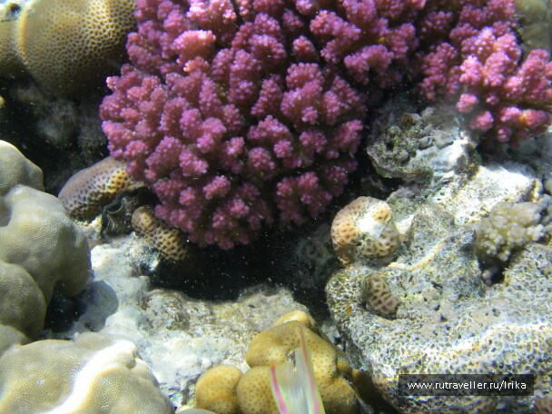 photo 1439739