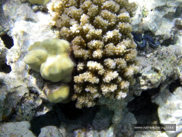 photo 1439824