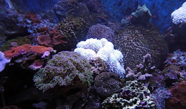 DSC00988
