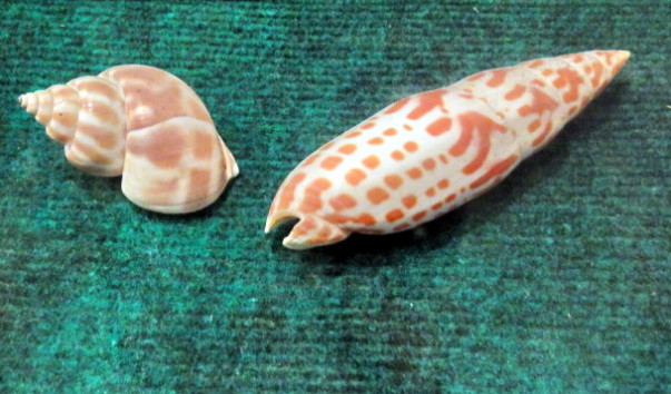 DSC00939