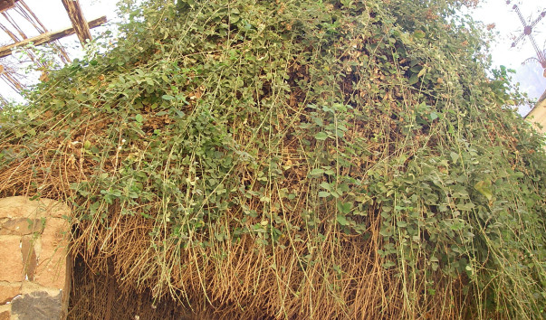 IMGP0218