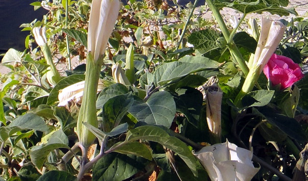 DSC07799