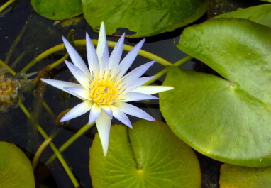 photo 260687