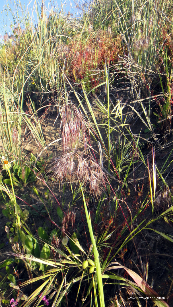 photo 1746484