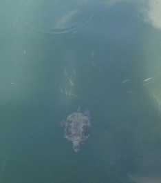 photo 1718785