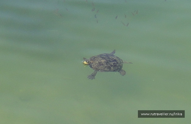 photo 1722309