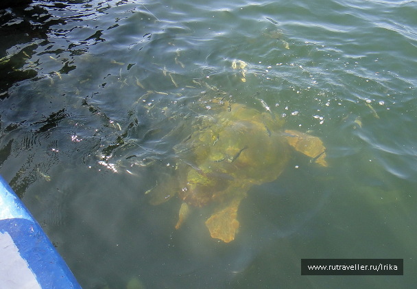 photo 1726571