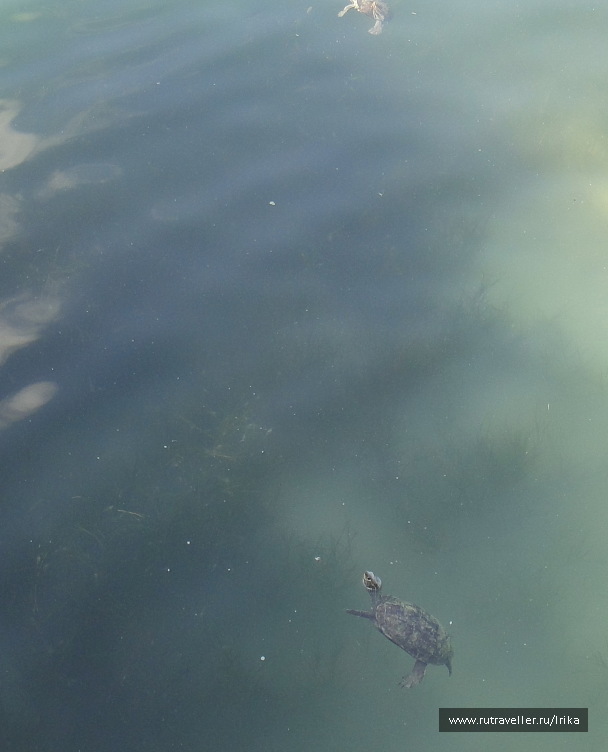 photo 1775596
