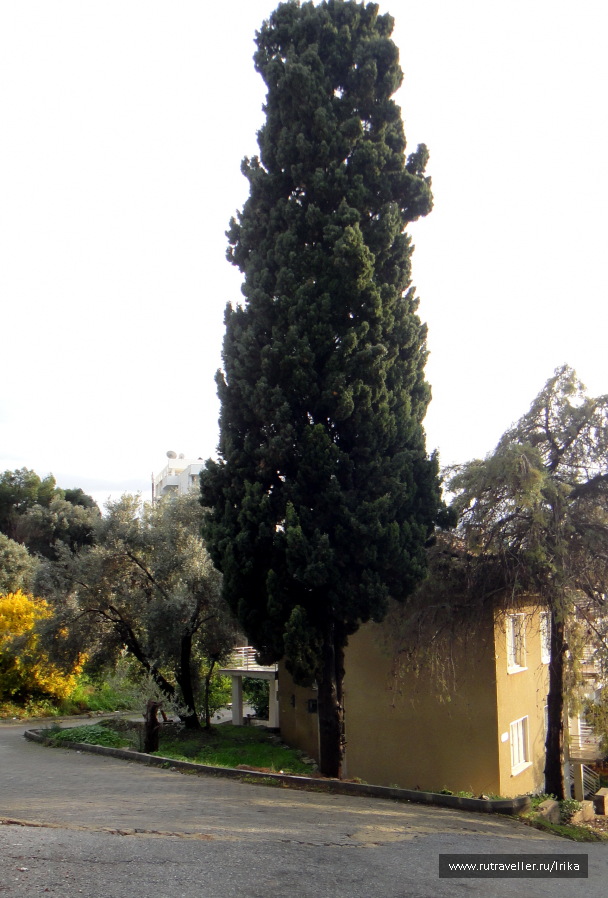 photo 1715117