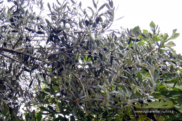 photo 1715913