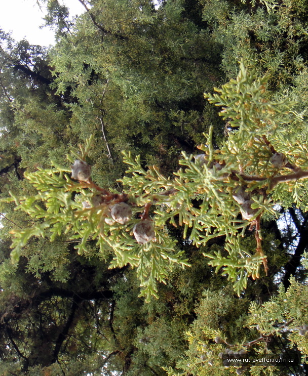 photo 1715914