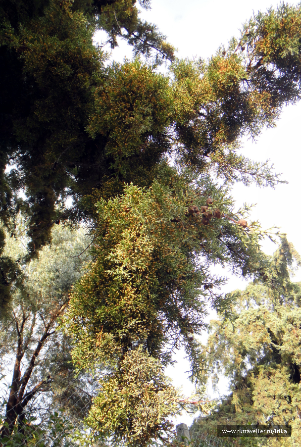 photo 1715915