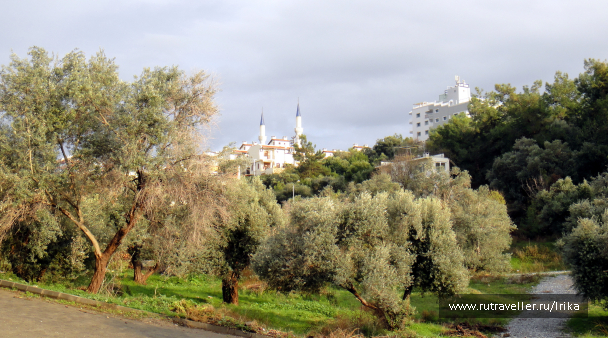 photo 1715916