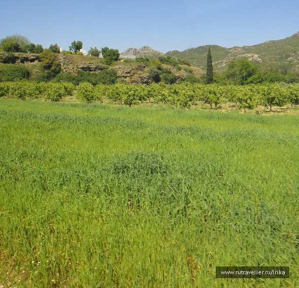 photo 1445098