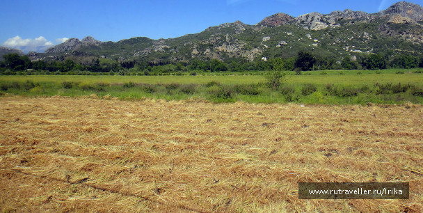 photo 1445099