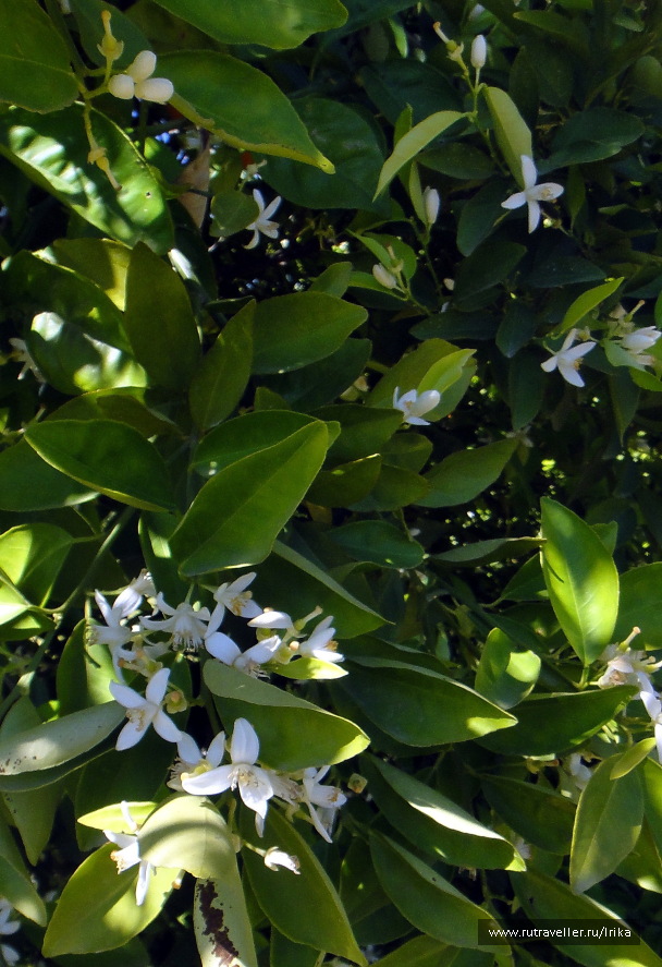 photo 1445217