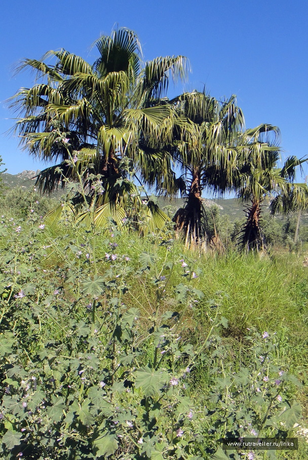 photo 1445222