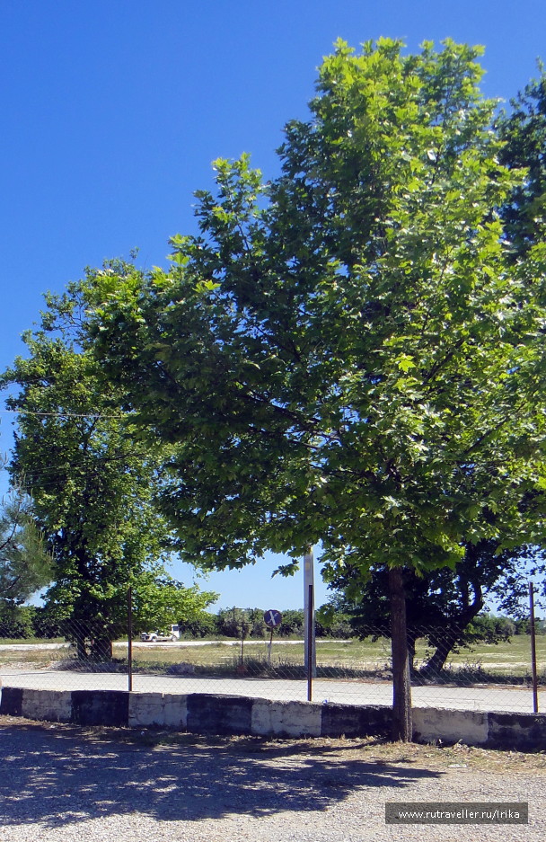 photo 1445223