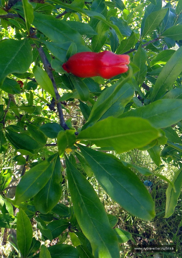photo 1445224