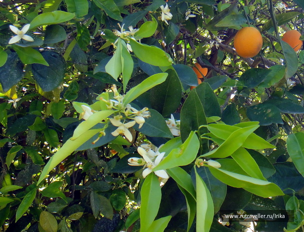 photo 1746501