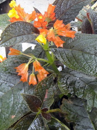 photo 1472125