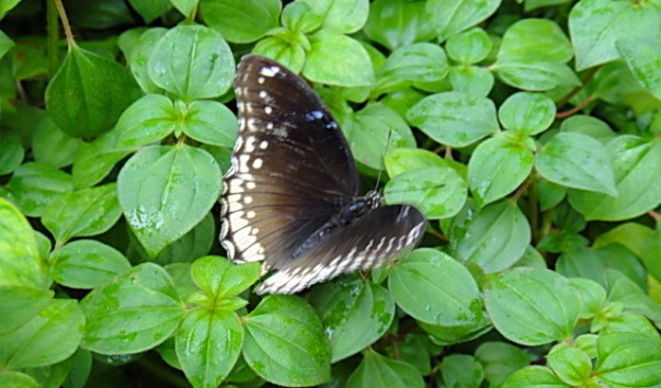 DSC01191