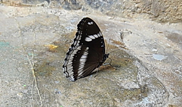 DSC01118