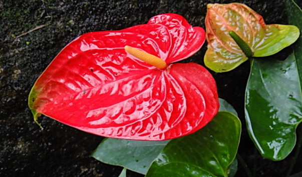 DSC01130