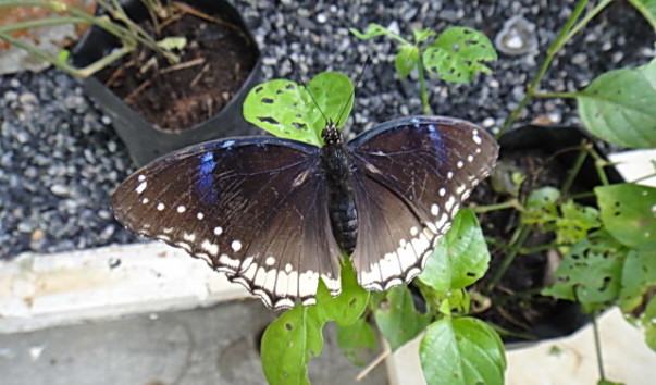 DSC01207