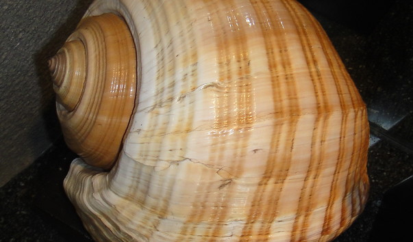 DSC00537
