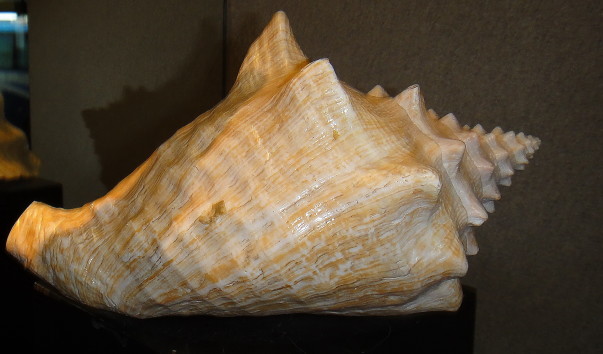 DSC00544