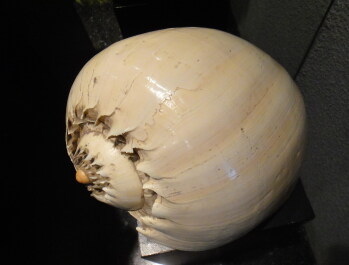 photo 1477389
