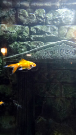 photo 1721935