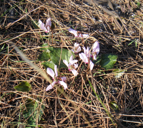 photo 662308