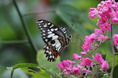 photo 965632