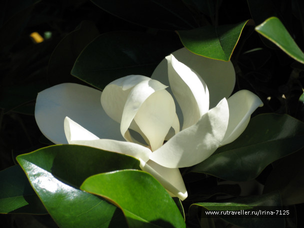 photo 474433