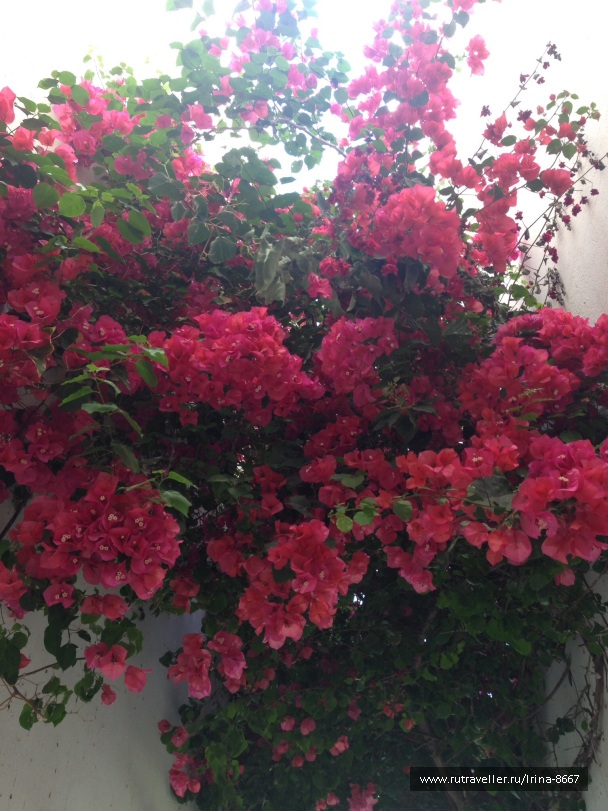 photo 1057020