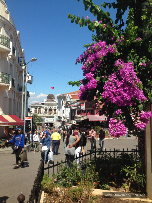 photo 1556245