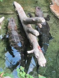 photo 780967