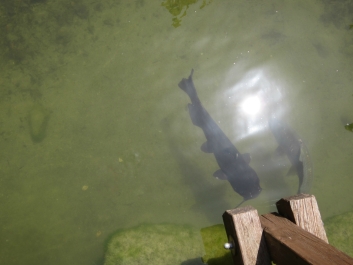 photo 780981